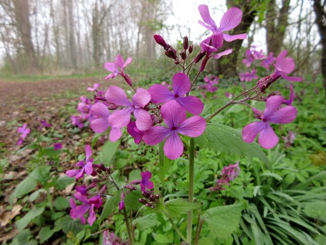 Einjähriges Silberblatt oder auch einjährige Mondviole genannt, ist eine in Deutschland eingebürgerte "Kulturpflanze". Es sollte nicht mit dem Ausdauernden Silberblatt verwechseln, das als Pflanze des Berglands auch auf der Schwäbischen Alb vorkommt und in Deutschland geschützt ist. Die Ausdauernde Mondviole blüht weiß.