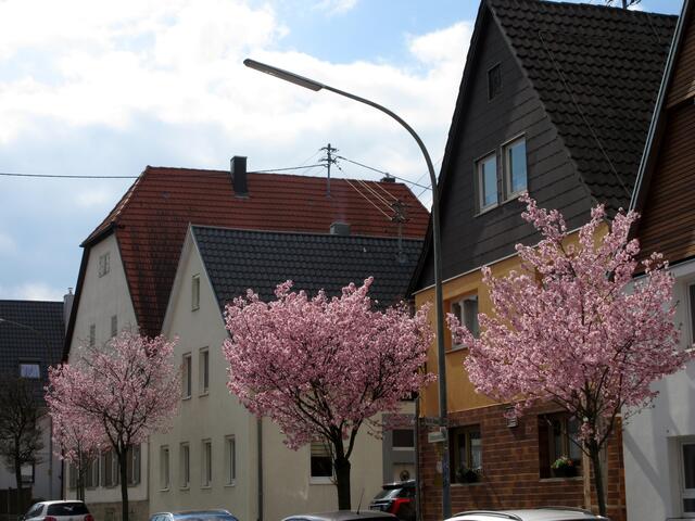 Kirschblüte in Horkheim