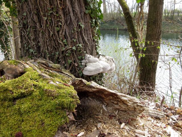 Altholz im Naturschutzgebiet