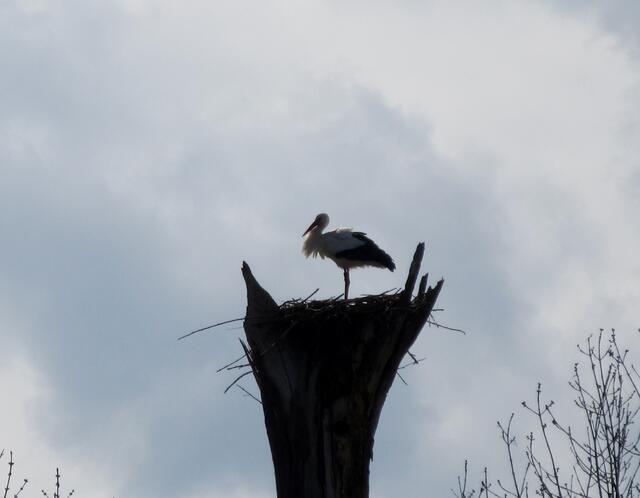 Der Storchenmann ist zurück und richtet das Nest.