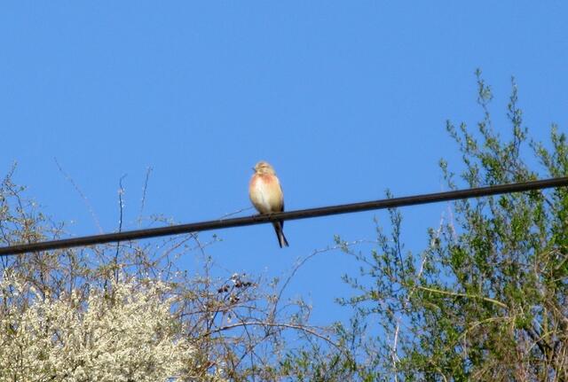 Tour am 8. April: Bluthänfling Richtung Klingenberg