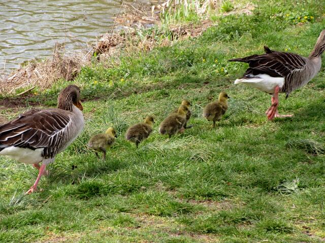freitags am Breitenauer See, den Gänsemarsch haben sie schon gelernt