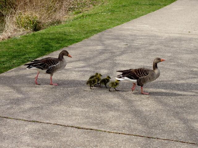 Ganz stolz die Gans, wenn so die Familie folgt
