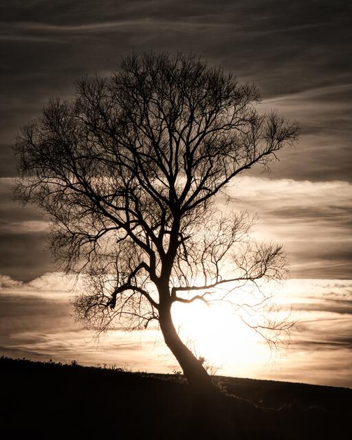 Sehr außergewöhnlich wie dieser Baum gewachsen ist. Heimatreporter Ulrich Seidel setzte genau dies durch das Gegenlicht perfekt in Szene. | Foto: Ulrich Seidel