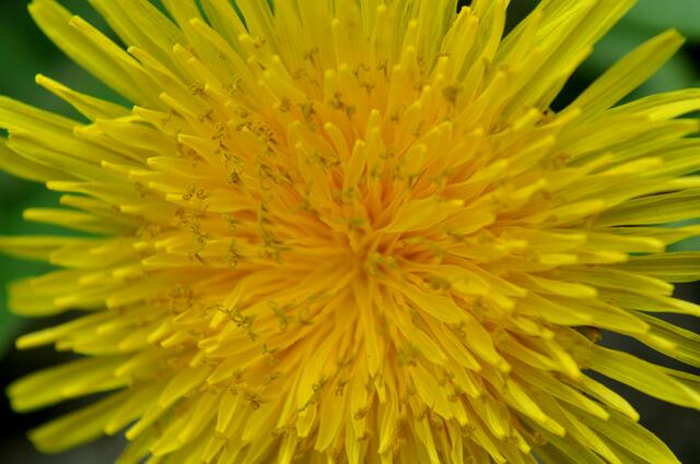Ein Korb voll mit Zungenblüten. | Foto: Daniela Somers