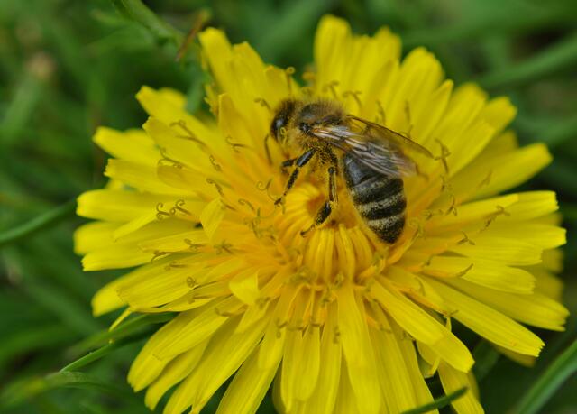 Eine voll beschäftigte Biene in der Löwenzahnblüte | Foto: Daniela Somers