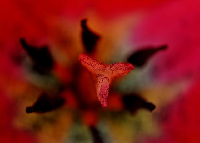 Auch eine Kunst von Mutter Natur. Tulpenblütenstempel | Foto: Daniela Somers
