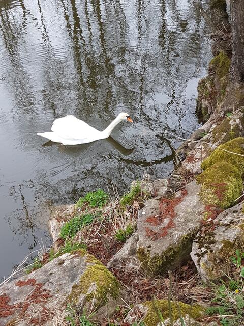 Der Schwan steuert auf meinen Lieblingsplatz am Kocher zu :-))