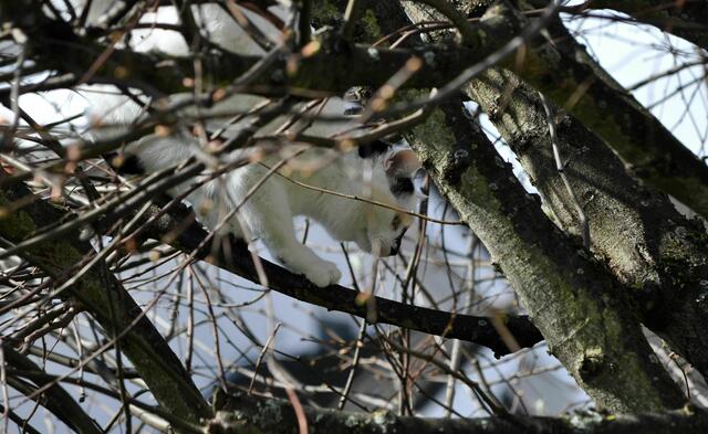 Nachbars Katze beim vorsichtigen runterklettern vom Baum | Foto: Daniela Somers