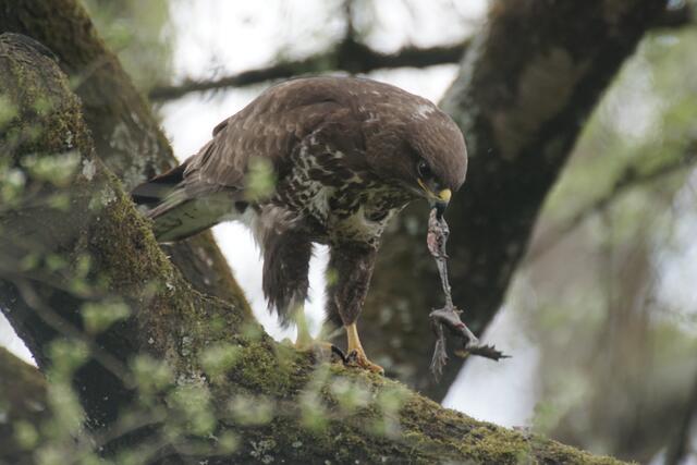 Ich glaube, es gab Froschschenkel zum Mittag..... | Foto: Eigene Bilder
