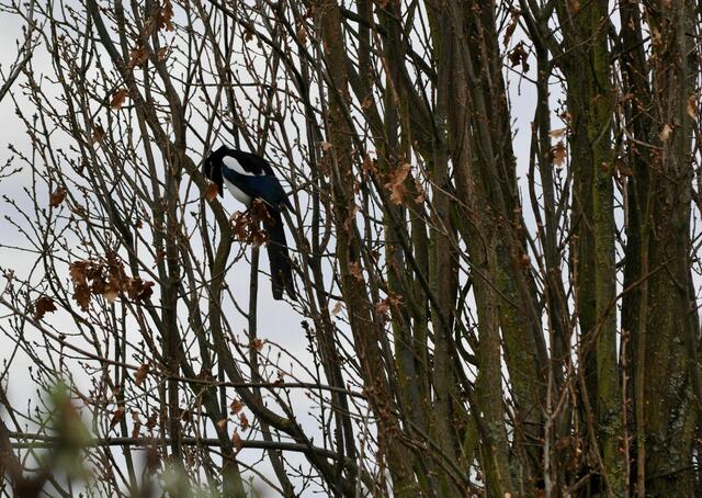 Elster, sortiert sich erst mal nach dem Kampf mit dem Raben. | Foto: Daniela Somers