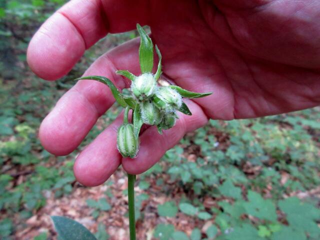 Selbst auf einer geführten Pflanzenwanderung, an der wir teilnahmen, hielt der Pflanzenexperte, der die Veranstaltung leitete, dies für eine Glockenblume. Da wurde mir mal wieder bestätigt, wie wichtig mein Engagement in dieser Sache ist.