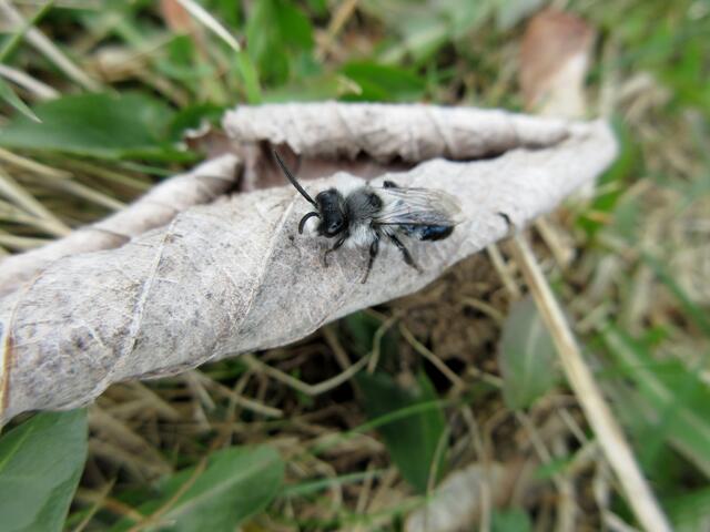Diese Graue Sandbiene war unterwegs und ein toter Hase lag im Gebüsch