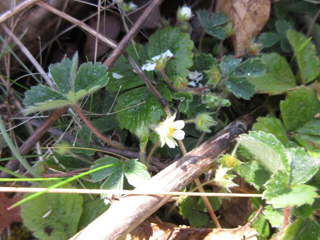 Die Natur erwacht, am Hintersberg das erste Erdbeerfingerkraut.