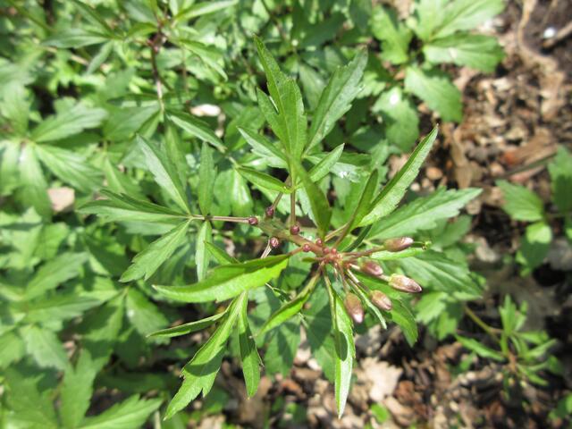 Der Zahnwurz blüht bald. Am Weg vom Jägerhaus hinauf zur Spinnenkreuzung ist er in großer Zahl zu finden. Man würde sicher an ihm vorüber gehen und denken, des handelt sich um Schaumkraut... aber es ist eine sehr interessante Pflanze, siehe Link