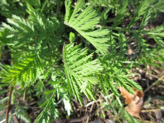 Und das wird mal ein stattlicher Rainfarn