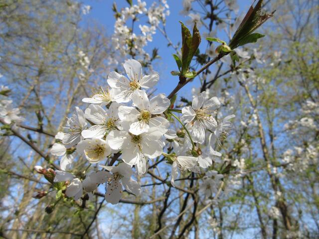 Kirschblüten - das dazu gehörige Fest im Albvereinshaus muss natürlich wie so viele Feste wieder ausfallen. Es ist ein Jammer.