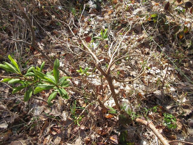 Über den traurigen Seidelbast hatte ich ja als Wander-Gaby bereits berichtet.