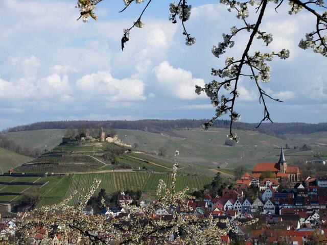 Die Weibertreu ist immer schön anzusehen, von allen Seiten. Aber eingerahmt von Kirschblüten - nochmal was ganz besonderes.