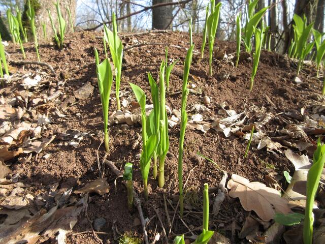 Erste Maiglöckchen sprießen