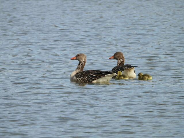 Familie 1