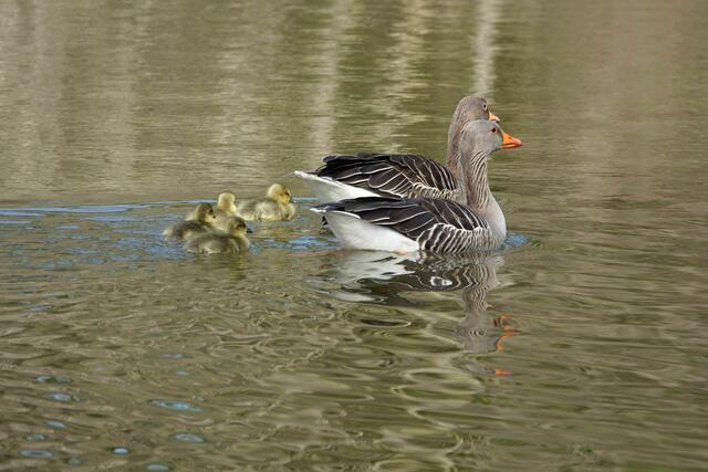Familie 2