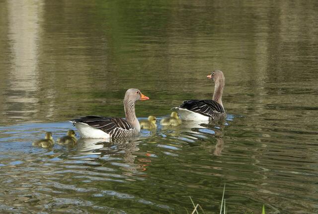 Da schwimmen sie schon wieder weg