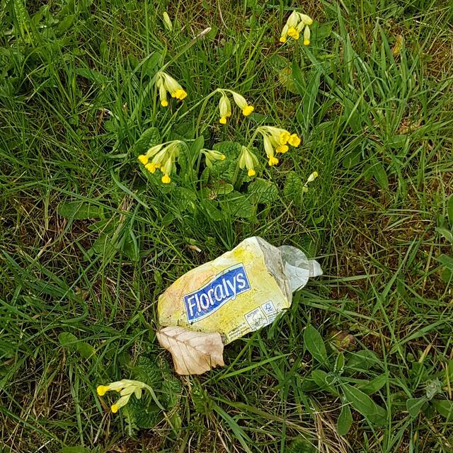 Da kommt einem leicht das Heulen - leider war die Taschentuchpackung leer; aber warum wirft man sie den Schlüsselblumen vor die Nase?