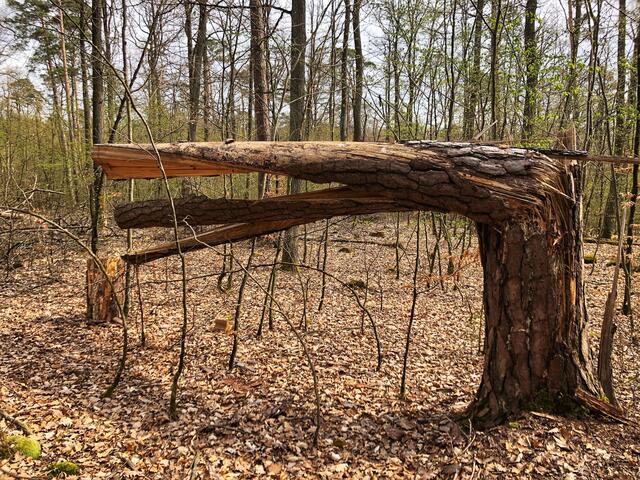 Kunst im Wald