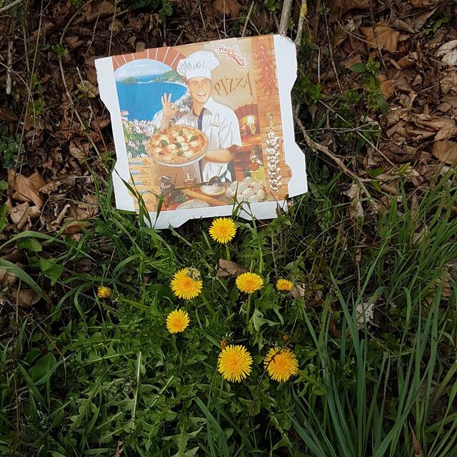 Nicht weit von der Kläranlage: Pizzaschachtel an Löwenzahn