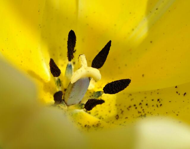 Tulpe wartet auf Biene | Foto: Daniela Somers