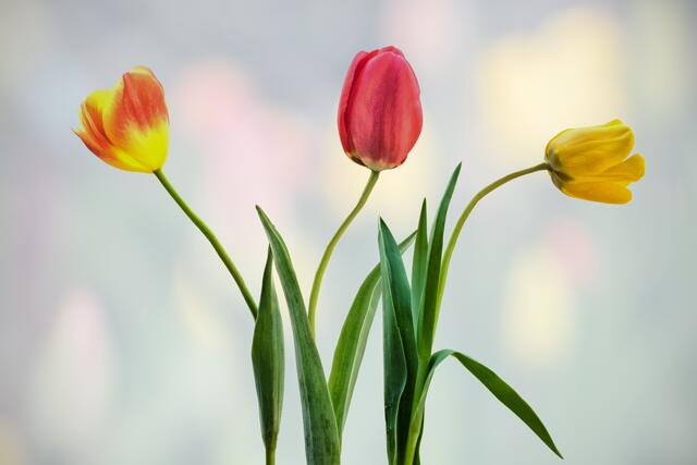 Die  Tulpen aus unserem Garten sind etwas krumm und schief gewachsen