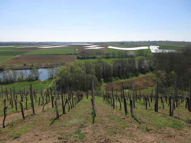 Blick hinunter zum Talheimer Naturschutzgebiet "Auwald am Neckar".