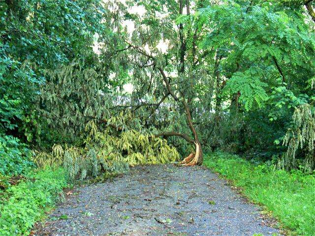 Wanderweg nach dem Sturm