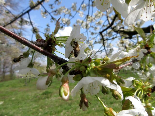 Die fleißigen Bienen sorgen für die Kirschen und ihren Nachwuchs