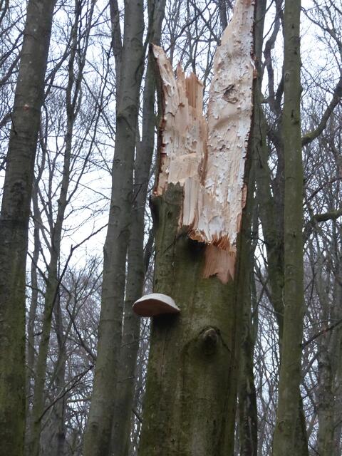 Was der Sturm übriglässt