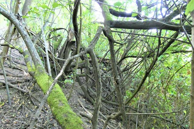 Im Stebbacher Urwald