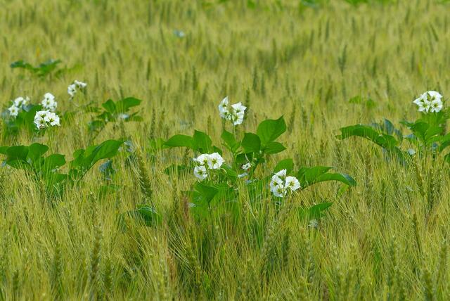 Kartoffelgerstenblüte