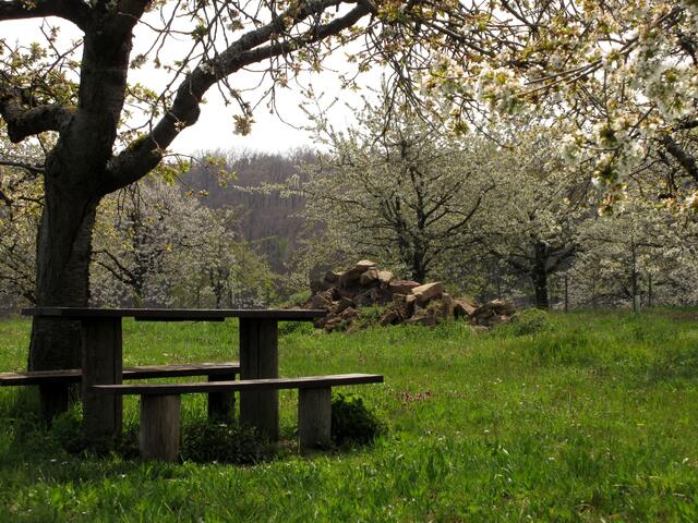 Erligheimer Kirschenanlage im Vogelsang, immer wieder findet man so schöne Plätzchen