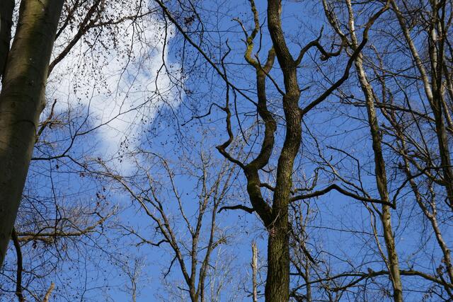 Baumäste gen Himmel bei Kirchhausen