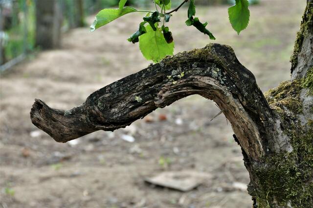 Weinbergstock bei Mundelsheim