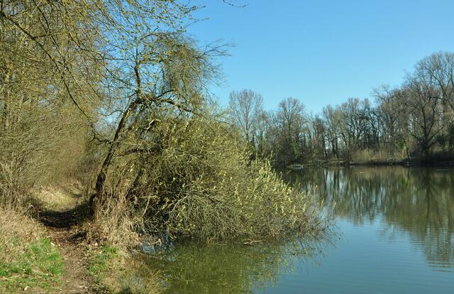 Schieflage ins Wasser, gesehen in Lauffen