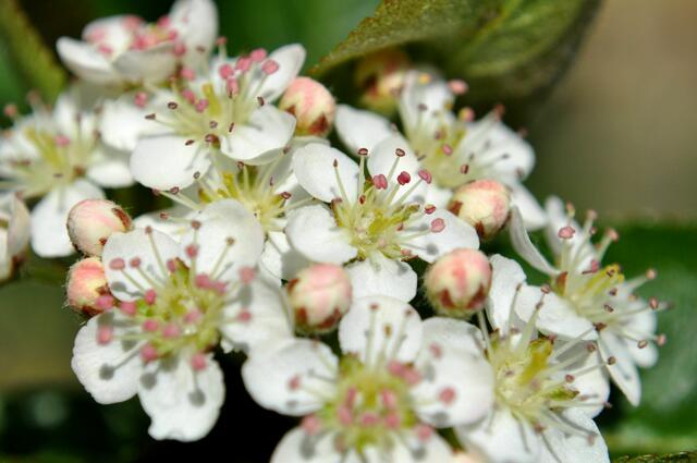 Blüten der Aronia | Foto: Daniela Somers