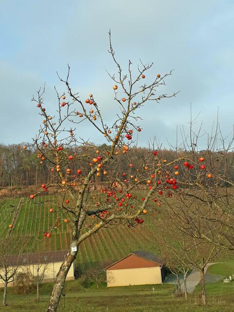 Bei der Ernte vergessen, Neipperg