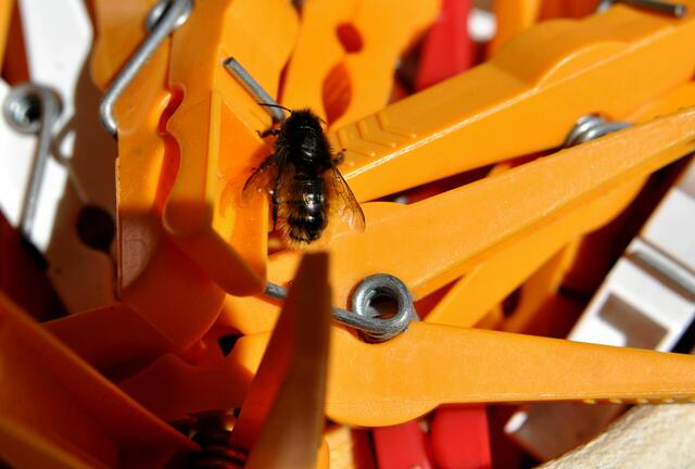 Ist wohl auch orange, aber da hat sich die Gute wirklich vertan. | Foto: Daniela Somers