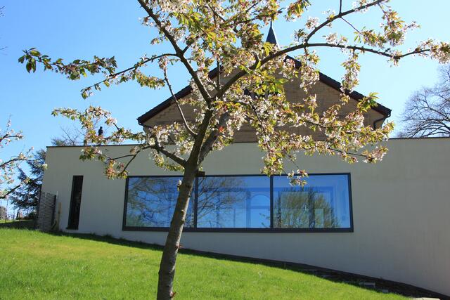 Junger Baum, schon schief