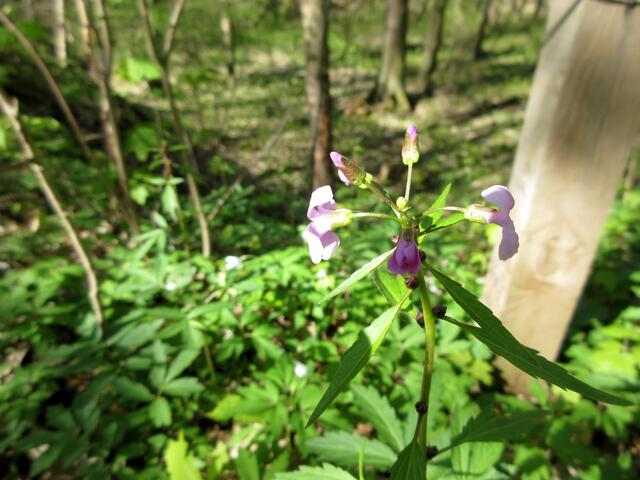 Am 26. April ist der auf Bild 22 gezeigte Zwiebelzahnwurz nun schon erblüht.