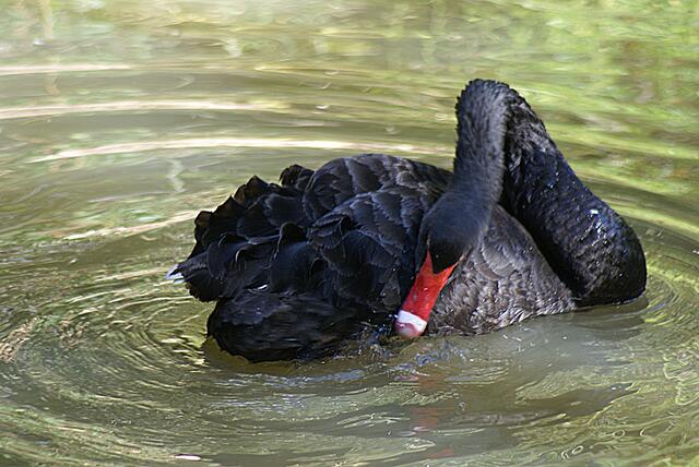 Elegant verbogen, Trauerschwan