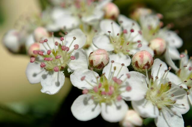 Blüten der Aronia | Foto: Daniela Somers
