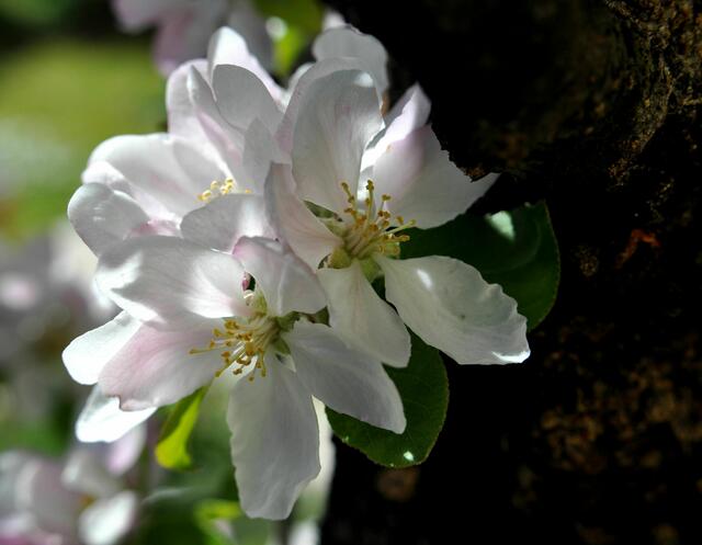 Beim Säulenapfelbaum wachsen die Blüten oft direkt am Stamm. | Foto: Daniela Somers